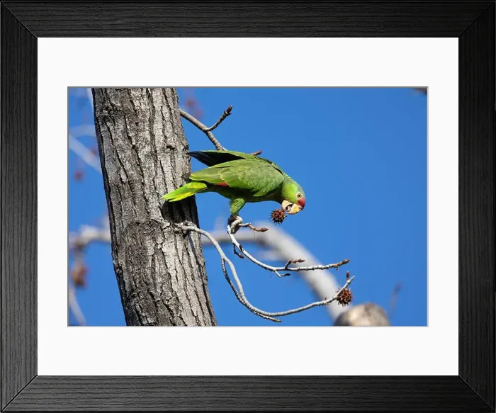 Framed Print : Red crowned parrot eating in a sweetgum tree Framed Print : Red crowned parrot eating in a sweetgum tree
