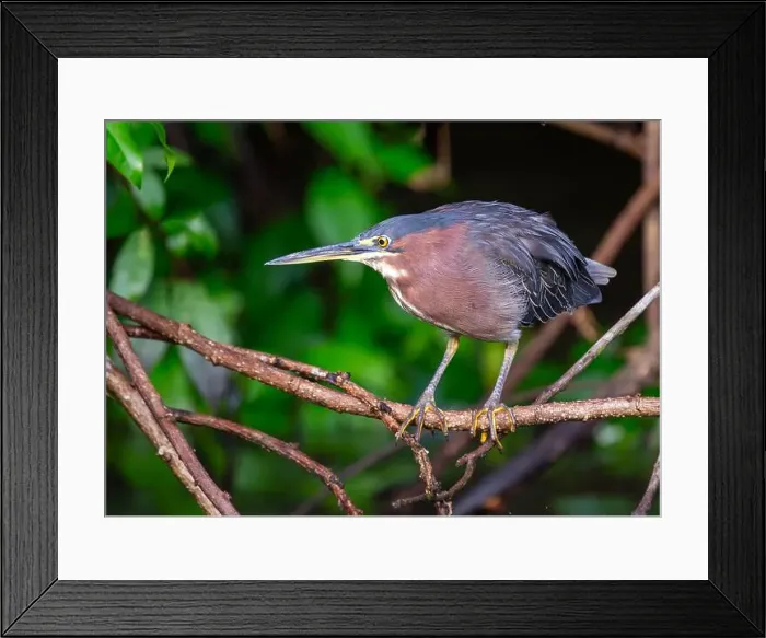 Framed Print : West of the Rockies, the elusive Green Heron (Butorides virescens) reveals its beauty in US wetlands Framed Print : West of the Rockies, the elusive Green Heron (Butorides virescens) reveals its beauty in US wetlands