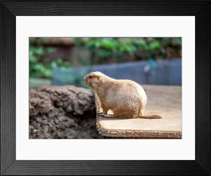 Framed Print : Active Black-tailed Prairie Dog, Cynomys ludovicianus, thriving in the grasslands of the United States
