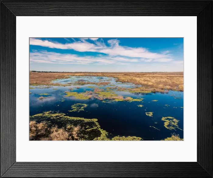 Framed Print : Brazos Bend State Park, Texas, in a beautiful sunny morning Framed Print : Brazos Bend State Park, Texas, in a beautiful sunny morning