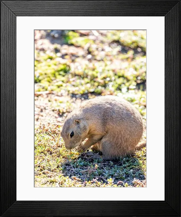 Framed Print : Active Black-tailed Prairie Dog, Cynomys ludovicianus, thriving in the grasslands of the United States
