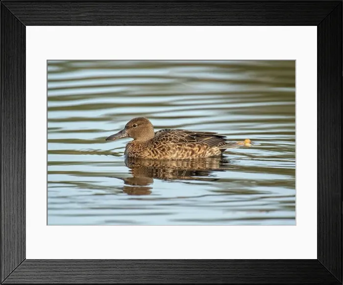 Framed Print : Cinnamon Teal (Spatula cyanoptera) Framed Print : Cinnamon Teal (Spatula cyanoptera)