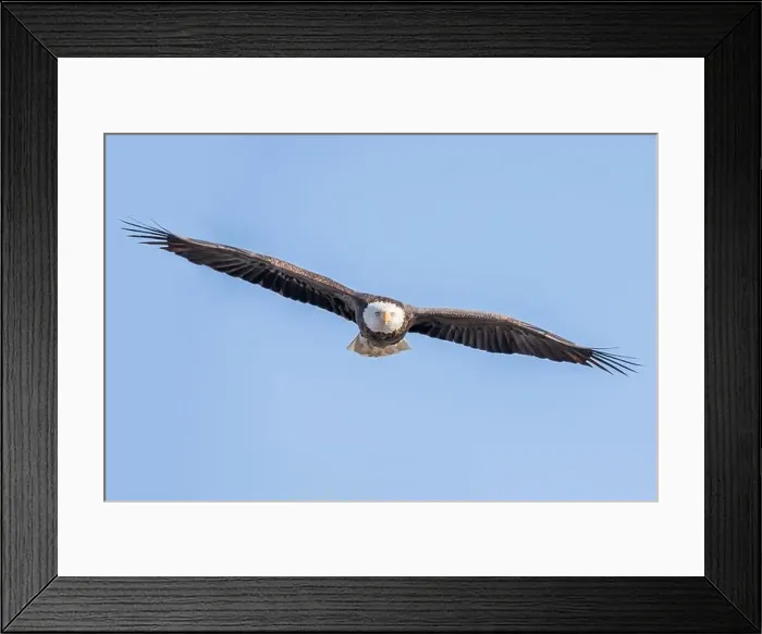 Framed Print : Front view of a bald eagle flying Framed Print : Front view of a bald eagle flying
