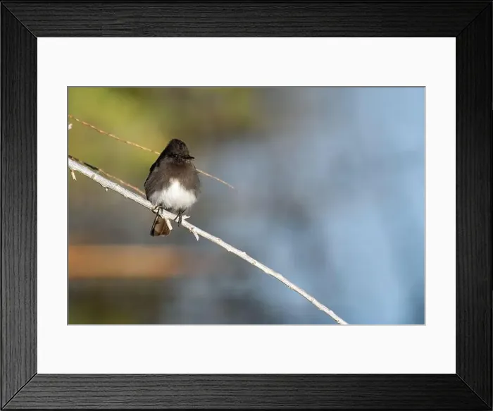 Framed Print : Black Phoebe (Sayornis nigricans) Framed Print : Black Phoebe (Sayornis nigricans)