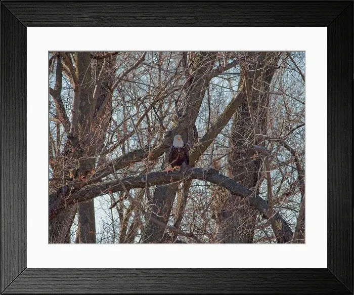 Framed Print : Bald Eagle migration through the Loess Bluffs National Wildlife Refuge in Holt County Missouri Framed Print : Bald Eagle migration through the Loess Bluffs National Wildlife Refuge in Holt County Missouri