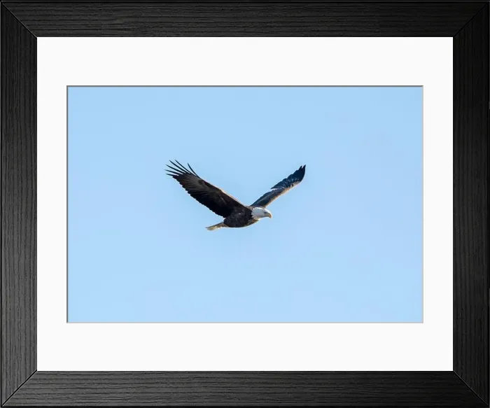 Framed Print : Bald eagle flying in the blue sky with wings in v shape on a January day in Iowa Framed Print : Bald eagle flying in the blue sky with wings in v shape on a January day in Iowa
