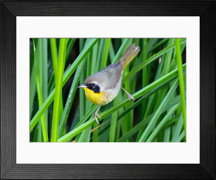 Framed Print : Common Yellowthroat (Geothlypis trichas) Framed Print : Common Yellowthroat (Geothlypis trichas)