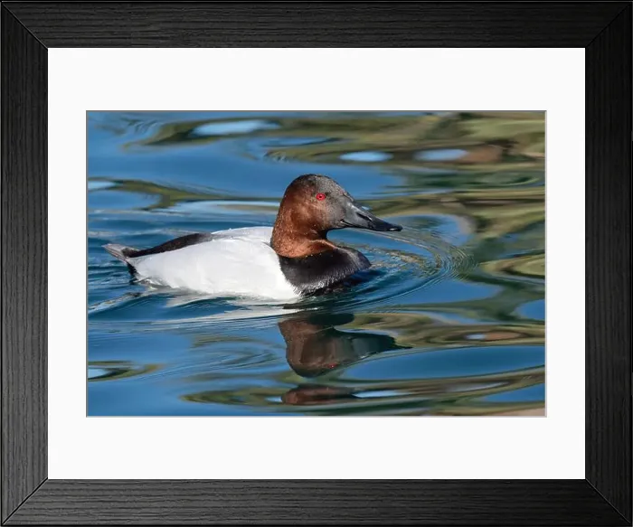 Framed Print : Canvasback (Aythya valisineria) Framed Print : Canvasback (Aythya valisineria)