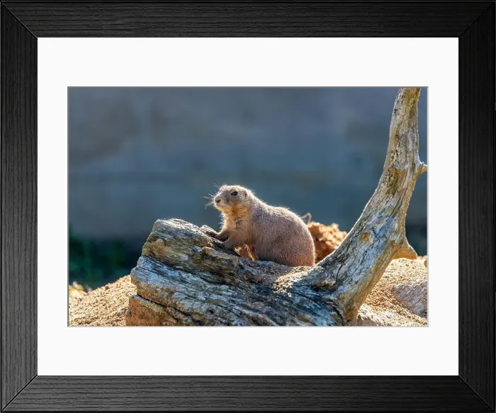 Framed Print : Active Black-tailed Prairie Dog, Cynomys ludovicianus, thriving in the grasslands of the United States