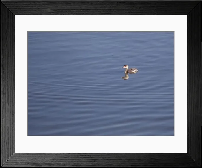 Framed Print : Graceful Horned Grebe (Podiceps auritus) gliding on American waters Framed Print : Graceful Horned Grebe (Podiceps auritus) gliding on American waters