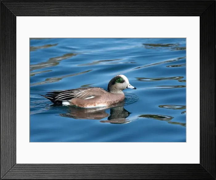Framed Print : American Wigeon (Mareca americana) Framed Print : American Wigeon (Mareca americana)