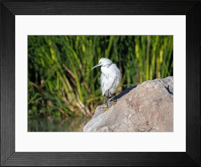 Framed Print : Snowy Egret (Egretta thula) Framed Print : Snowy Egret (Egretta thula)