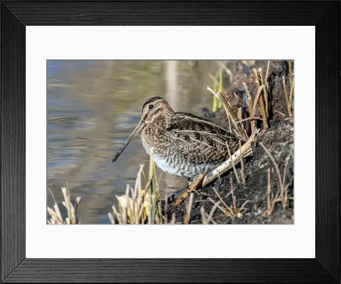 Framed Print : Wilson's Snipe (Gallinago delicata) Framed Print : Wilson's Snipe (Gallinago delicata)