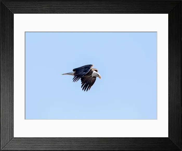 Framed Print : A bald eagle flying in the sky with wings close to its body on a winter day in Iowa Framed Print : A bald eagle flying in the sky with wings close to its body on a winter day in Iowa