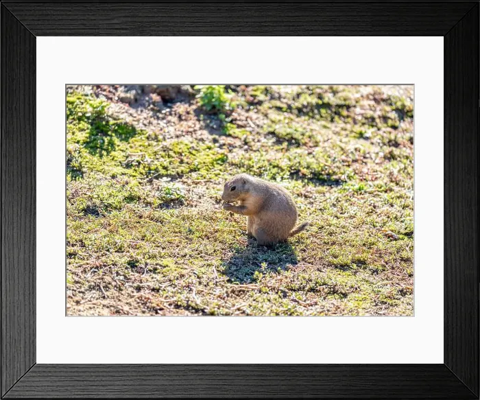 Framed Print : Active Black-tailed Prairie Dog, Cynomys ludovicianus, thriving in the grasslands of the United States