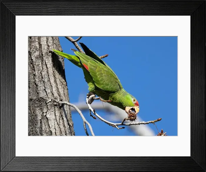 Framed Print : Red crowned parrot eating in a sweetgum tree Framed Print : Red crowned parrot eating in a sweetgum tree