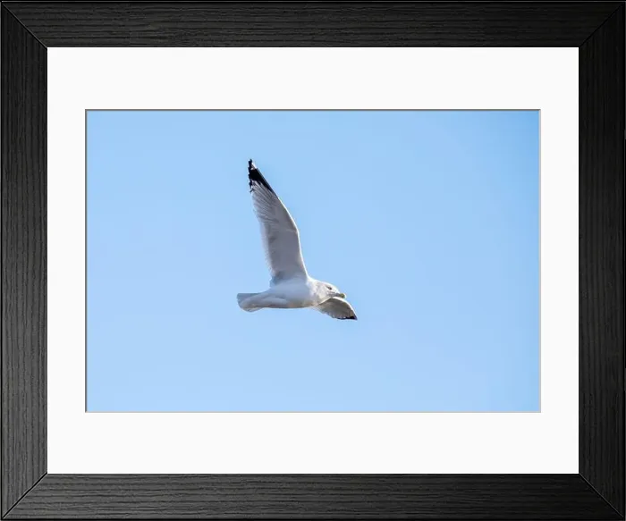 Framed Print : A ring billed gull flies above with full wingspan, isolated against the blue sky on a winter day in January in Iowa Framed Print : A ring billed gull flies above with full wingspan, isolated against the blue sky on a winter day in January in Iowa