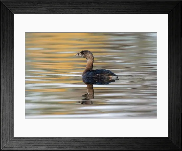 Framed Print : Pied-billed Grebe (Podilymbus podiceps) Framed Print : Pied-billed Grebe (Podilymbus podiceps)
