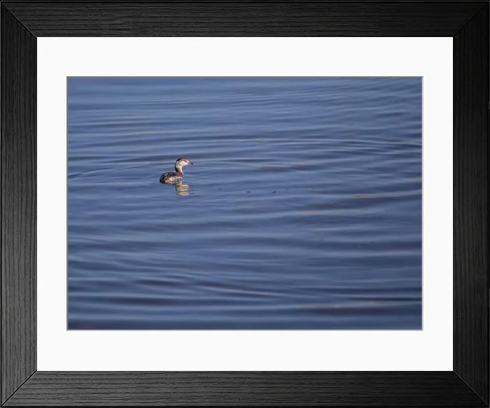 Framed Print : Graceful Horned Grebe (Podiceps auritus) gliding on American waters Framed Print : Graceful Horned Grebe (Podiceps auritus) gliding on American waters