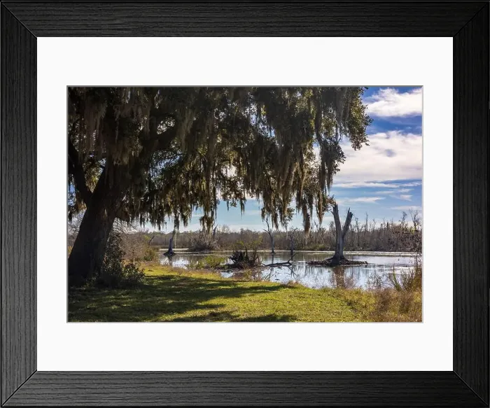 Framed Print : Brazos Bend State Park, Texas, in a beautiful sunny morning Framed Print : Brazos Bend State Park, Texas, in a beautiful sunny morning