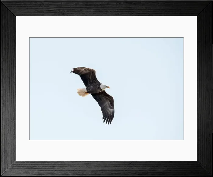 Framed Print : Bald eagle flying in the sky with wings in an m shape Framed Print : Bald eagle flying in the sky with wings in an m shape