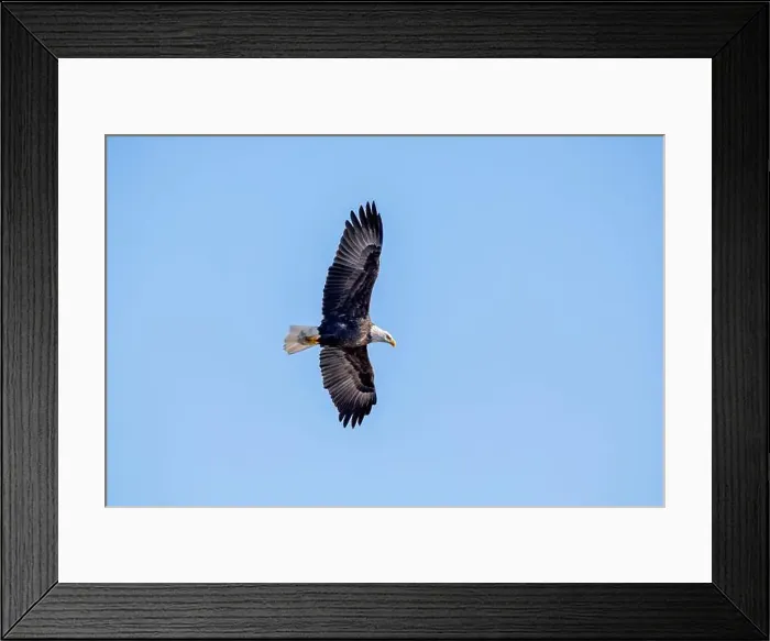 Framed Print : Bald eagle with full wingspan flies overhead isolated against a bright blue sky on a January day in Iowa Framed Print : Bald eagle with full wingspan flies overhead isolated against a bright blue sky on a January day in Iowa