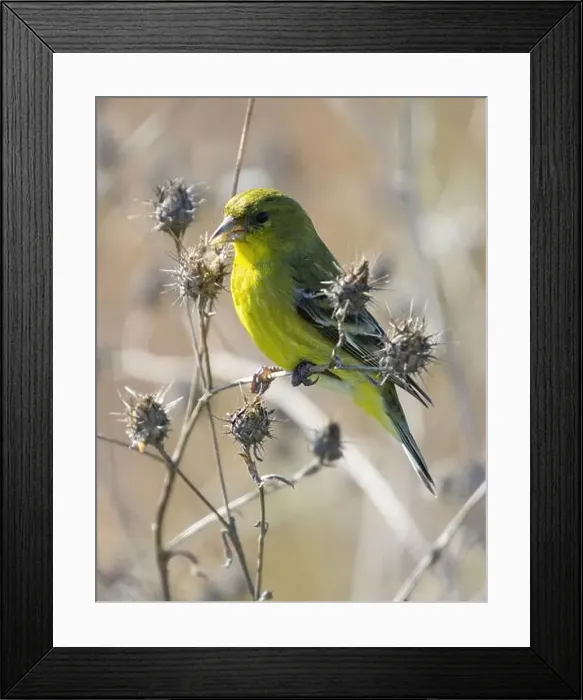 Framed Print : Lesser Goldfinch female or immature male eating seeds from thistle. Palo Alto Baylands, California, USA Framed Print : Lesser Goldfinch female or immature male eating seeds from thistle. Palo Alto Baylands, California, USA