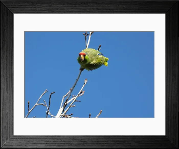 Framed Print : Red crowned parrot in a sweetgum tree in Los Angeles Framed Print : Red crowned parrot in a sweetgum tree in Los Angeles