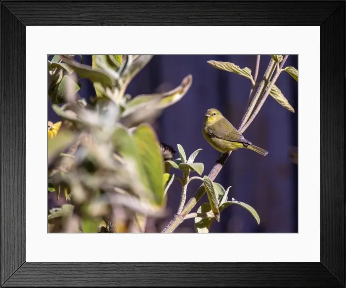 Framed Print : Vibrant Orange-crowned Warbler, Oreothlypis celata, gracing the woodlands of the United States with its lively presence Framed Print : Vibrant Orange-crowned Warbler, Oreothlypis celata, gracing the woodlands of the United States with its lively presence
