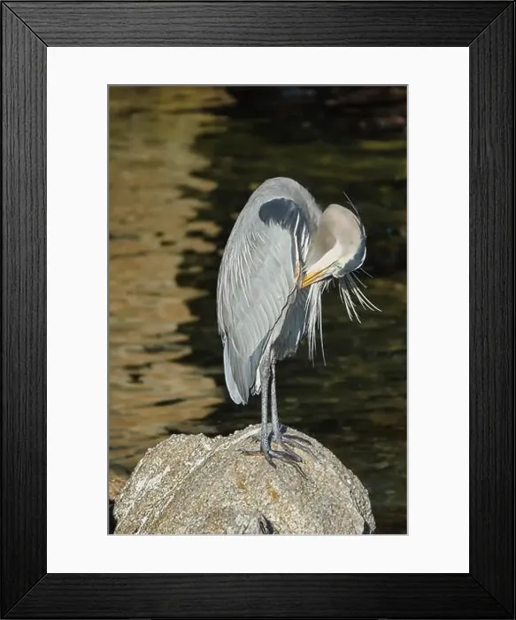 Framed Print : Monterey, CA. USA - 14th January Framed Print : Monterey, CA. USA - 14th January