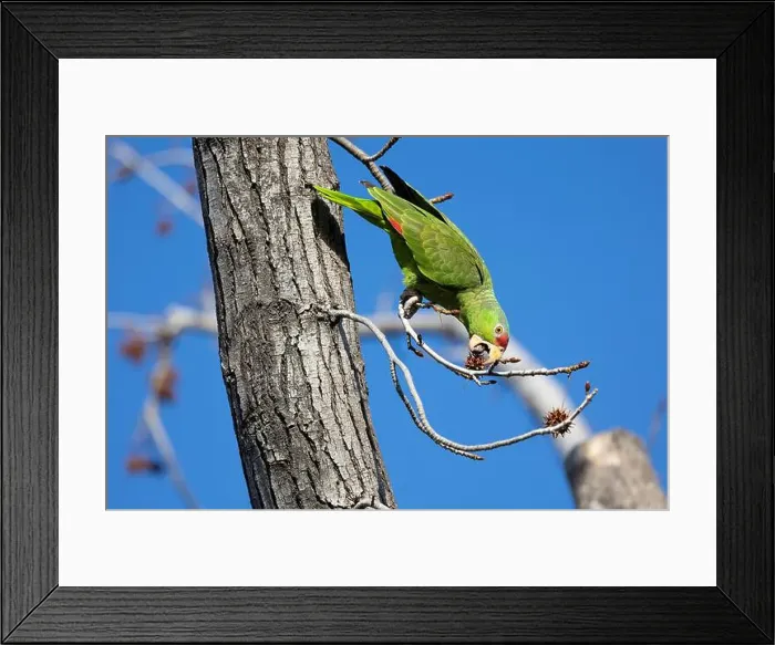Framed Print : Red crowned parrot eating in a sweetgum tree Framed Print : Red crowned parrot eating in a sweetgum tree
