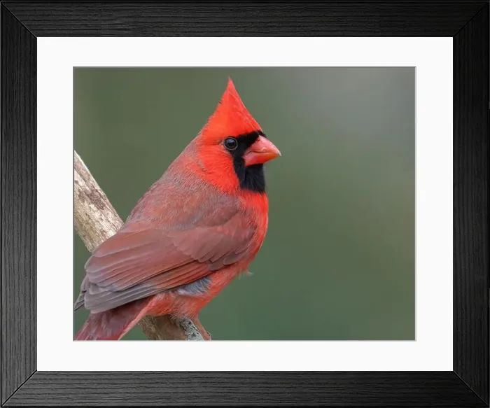 Framed Print : A male northern cardinal closeup Framed Print : A male northern cardinal closeup
