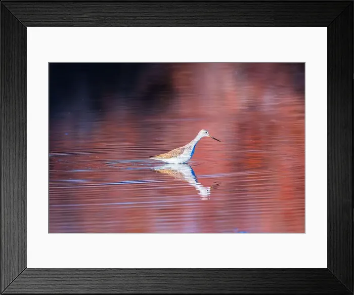 Framed Print : Reflecting In The Lower Salt River Framed Print : Reflecting In The Lower Salt River