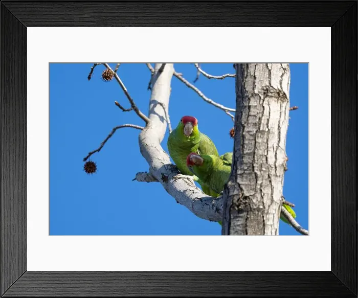 Framed Print : Red crowned parrot in a sweetgum tree in Los Angeles Framed Print : Red crowned parrot in a sweetgum tree in Los Angeles