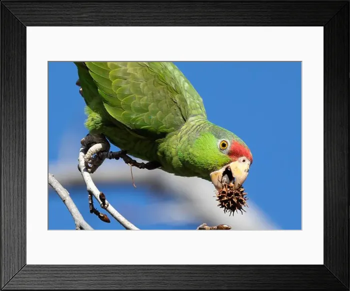 Framed Print : Red crowned parrot eating in a sweetgum tree Framed Print : Red crowned parrot eating in a sweetgum tree