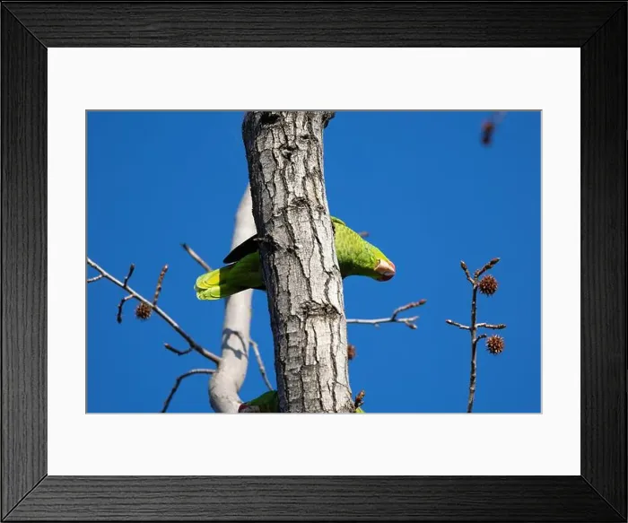 Framed Print : Red crowned parrot in a sweetgum tree in Los Angeles Framed Print : Red crowned parrot in a sweetgum tree in Los Angeles