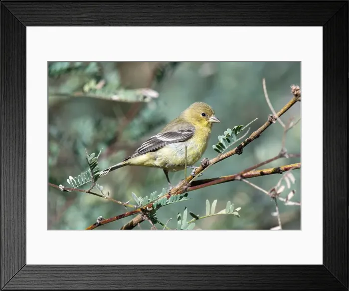 Framed Print : Lesser Goldfinch (Spinus psaltria) Framed Print : Lesser Goldfinch (Spinus psaltria)
