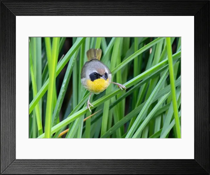 Framed Print : Common Yellowthroat (Geothlypis trichas)