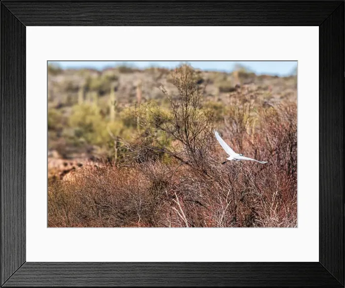 Framed Print : Taking Flight! Framed Print : Taking Flight!