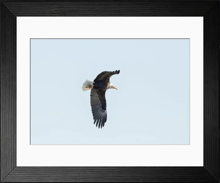 Framed Print : A bald eagle flies in the clear blue sky on a winter day in Iowa Framed Print : A bald eagle flies in the clear blue sky on a winter day in Iowa