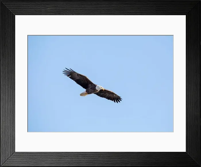 Framed Print : A bald eagle soars through the air with full wingspan, isolated against a bright blue sky on a winter day in Iowa Framed Print : A bald eagle soars through the air with full wingspan, isolated against a bright blue sky on a winter day in Iowa