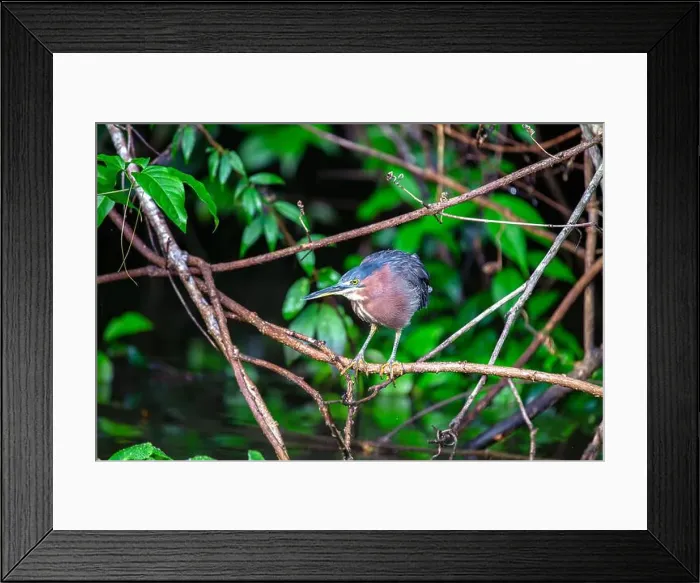 Framed Print : West of the Rockies, the elusive Green Heron (Butorides virescens) reveals its beauty in US wetlands