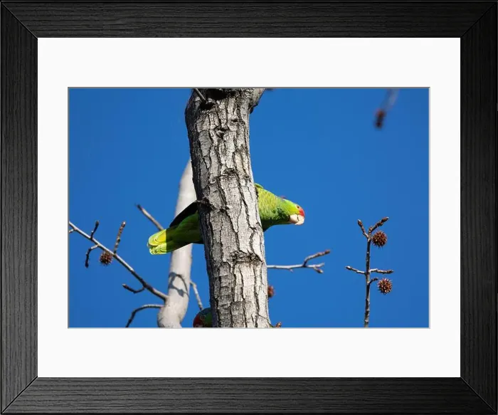Framed Print : Red crowned parrot in a sweetgum tree in Los Angeles Framed Print : Red crowned parrot in a sweetgum tree in Los Angeles