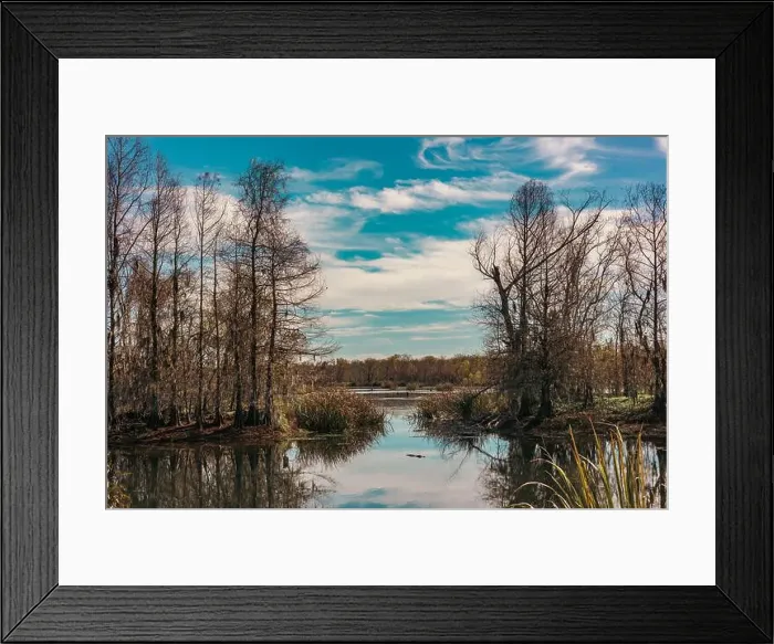 Framed Print : Brazos Bend State Park, Texas, in a beautiful sunny morning Framed Print : Brazos Bend State Park, Texas, in a beautiful sunny morning