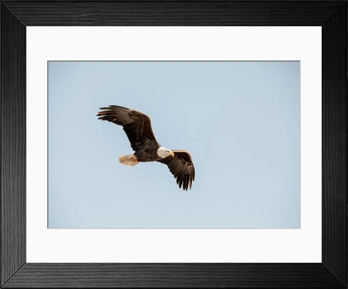 Framed Print : A bald eagle flies isolated in a bright blue sky on a winter day in Iowa Framed Print : A bald eagle flies isolated in a bright blue sky on a winter day in Iowa