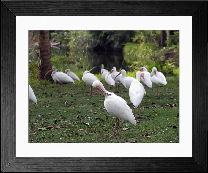 Framed Print : A flock of ibises cleaning up feathers Framed Print : A flock of ibises cleaning up feathers