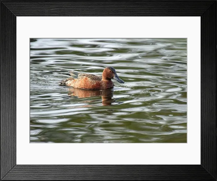 Framed Print : Cinnamon Teal (Spatula cyanoptera) Framed Print : Cinnamon Teal (Spatula cyanoptera)