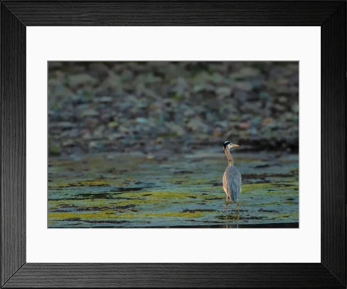 Framed Print : Heron Surveying Framed Print : Heron Surveying
