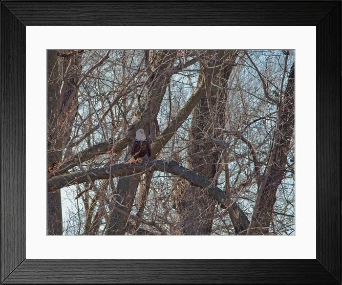Framed Print : Bald Eagle migration through the Loess Bluffs National Wildlife Refuge in Holt County Missouri Framed Print : Bald Eagle migration through the Loess Bluffs National Wildlife Refuge in Holt County Missouri