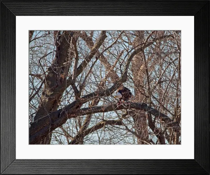 Framed Print : Bald Eagle migration through the Loess Bluffs National Wildlife Refuge in Holt County Missouri Framed Print : Bald Eagle migration through the Loess Bluffs National Wildlife Refuge in Holt County Missouri